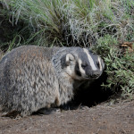 American Badger