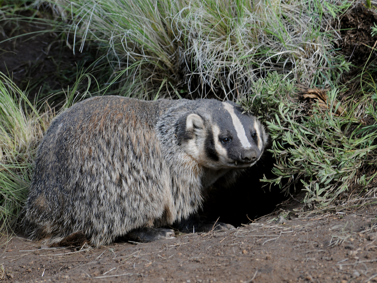 American Badger