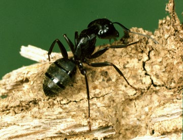 ant carpenter