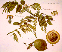 black walnut