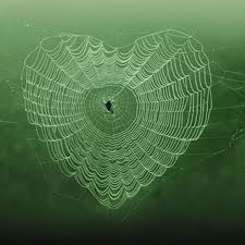 spider web image